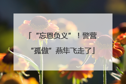 “忘恩负义”！警营“孤傲”燕隼飞走了