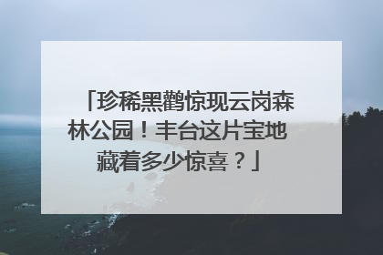 珍稀黑鹳惊现云岗森林公园！丰台这片宝地藏着多少惊喜？