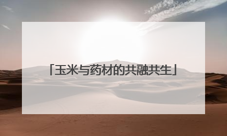 玉米与药材的共融共生