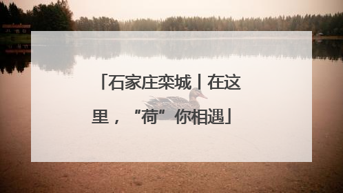 石家庄栾城丨在这里，“荷”你相遇