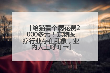 给猫看个病花费2000多元！宠物医疗行业存在乱象，业内人士呼吁→
