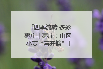 四季流转 多彩枣庄｜枣庄：山区小麦“喜开镰”