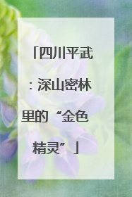 四川平武：深山密林里的“金色精灵”