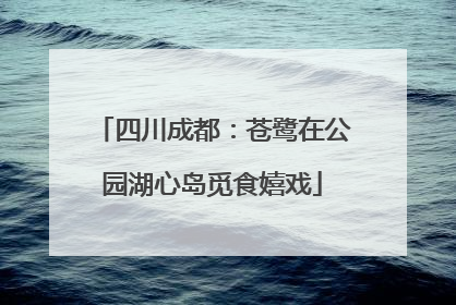 四川成都：苍鹭在公园湖心岛觅食嬉戏