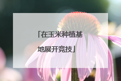在玉米种植基地展开竞技