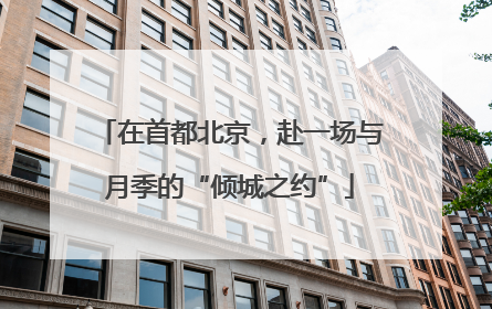 在首都北京，赴一场与月季的“倾城之约”