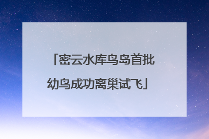 密云水库鸟岛首批幼鸟成功离巢试飞