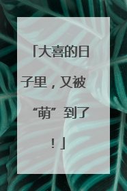 大喜的日子里，又被“萌”到了！
