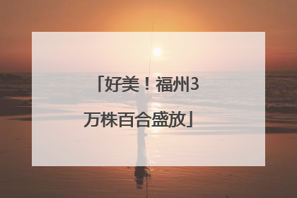 好美！福州3万株百合盛放