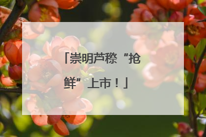 崇明芦穄“抢鲜”上市！