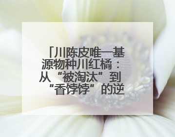川陈皮唯一基源物种川红橘：从“被淘汰”到“香饽饽”的逆袭之路