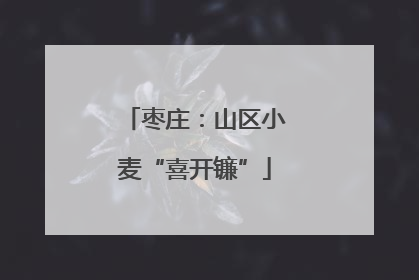 枣庄：山区小麦“喜开镰”