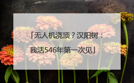 无人机浇顶？汉阳树：我活546年第一次见
