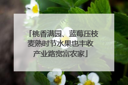 桃香满园、蓝莓压枝 麦熟时节水果也丰收 产业路宽富农家