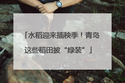 水稻迎来插秧季！青岛这些稻田披“绿装”