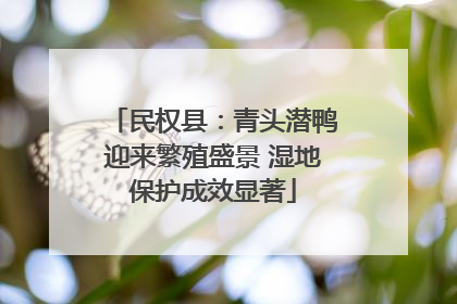 民权县：青头潜鸭迎来繁殖盛景 湿地保护成效显著