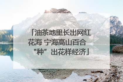油茶地里长出网红花海 宁海高山百合“种”出花样经济