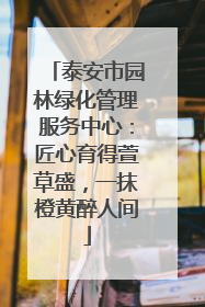 泰安市园林绿化管理服务中心：匠心育得萱草盛，一抹橙黄醉人间