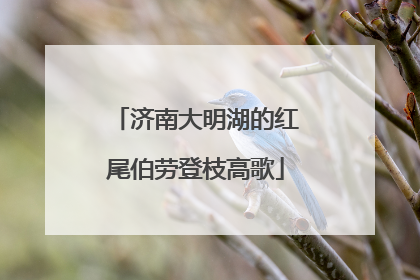 济南大明湖的红尾伯劳登枝高歌
