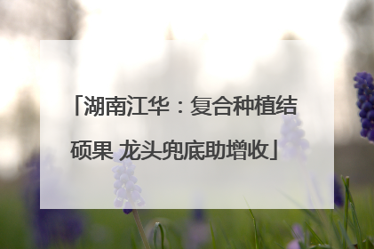 湖南江华：复合种植结硕果 龙头兜底助增收