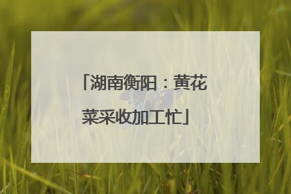 湖南衡阳：黄花菜采收加工忙