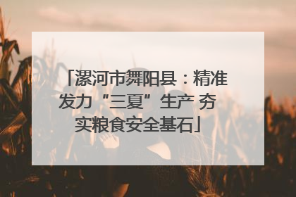 漯河市舞阳县：精准发力“三夏”生产 夯实粮食安全基石
