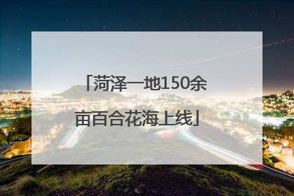 菏泽一地150余亩百合花海上线