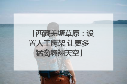西藏羌塘草原：设置人工鹰架 让更多猛禽翱翔天空