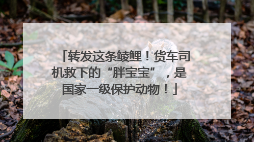 转发这条鲮鲤！货车司机救下的“胖宝宝”，是国家一级保护动物！