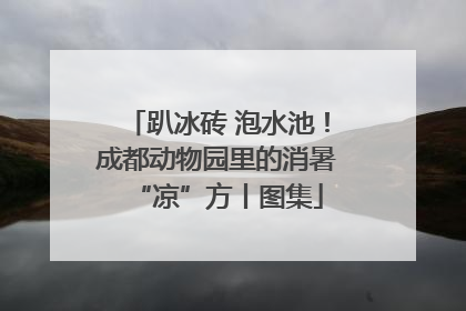 趴冰砖 泡水池！成都动物园里的消暑“凉”方丨图集