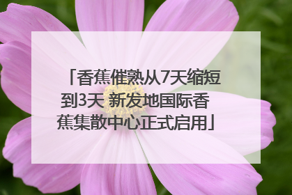 香蕉催熟从7天缩短到3天 新发地国际香蕉集散中心正式启用