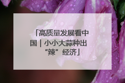 高质量发展看中国｜小小大蒜种出“辣”经济